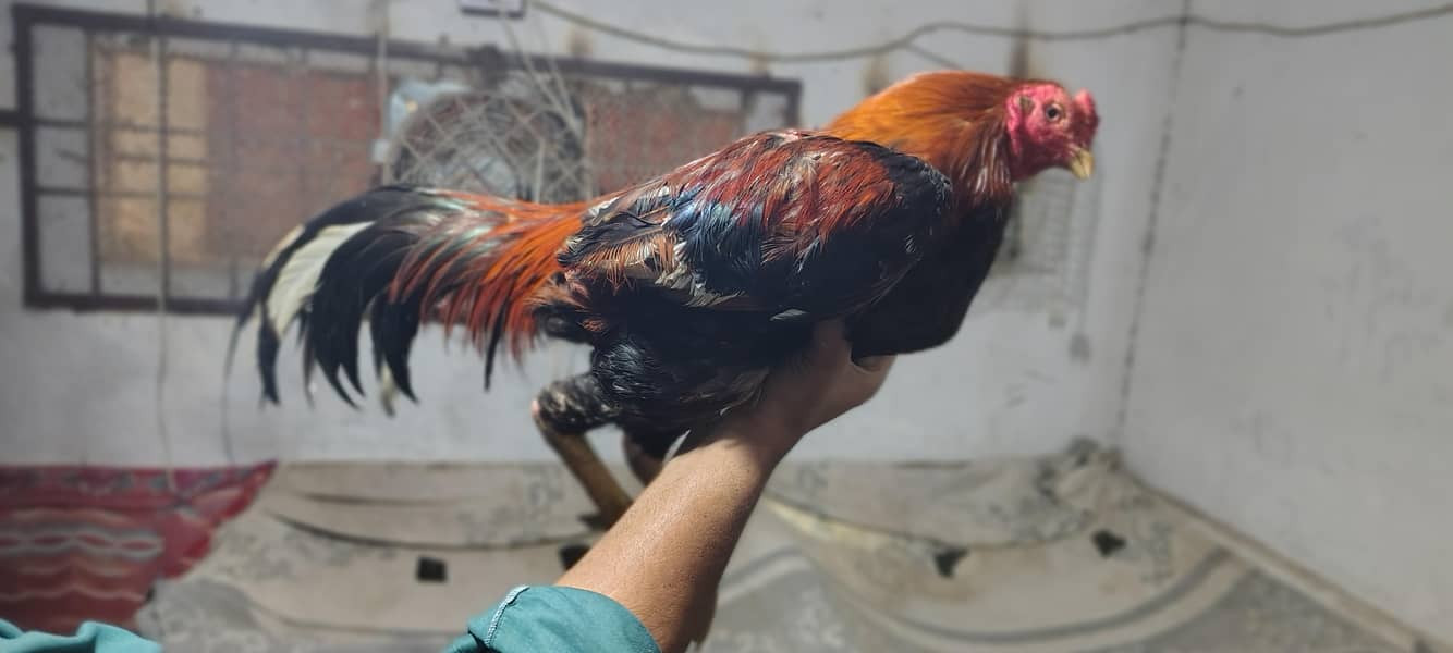 خالص نسل اصیل مرغہ برائے فروخت – نایاب کوالٹی، فل ایکٹو! 1