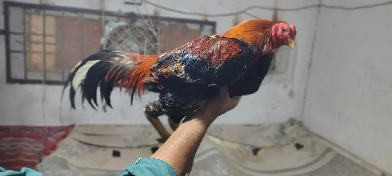 خالص نسل اصیل مرغہ برائے فروخت – نایاب کوالٹی، فل ایکٹو! — photo 2