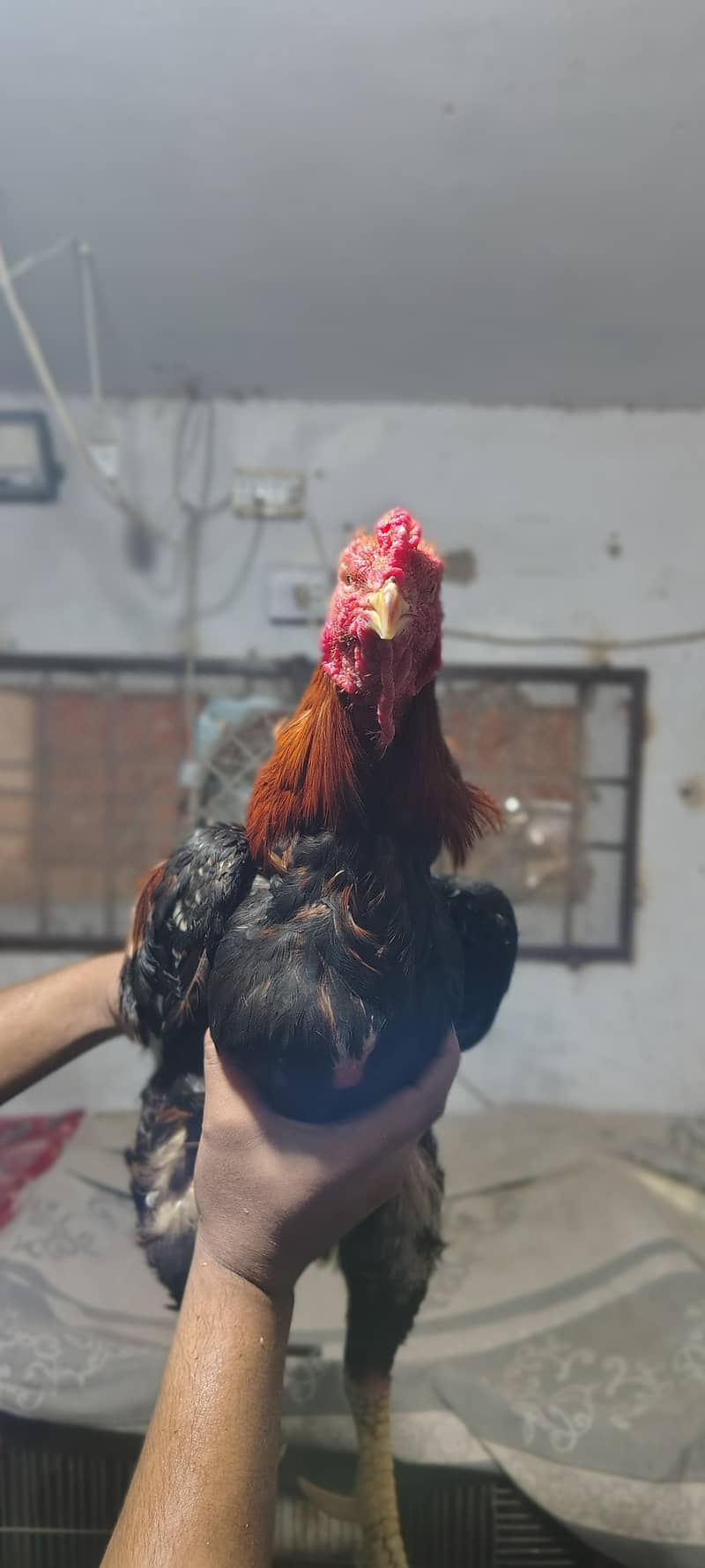 خالص نسل اصیل مرغہ برائے فروخت – نایاب کوالٹی، فل ایکٹو! 3