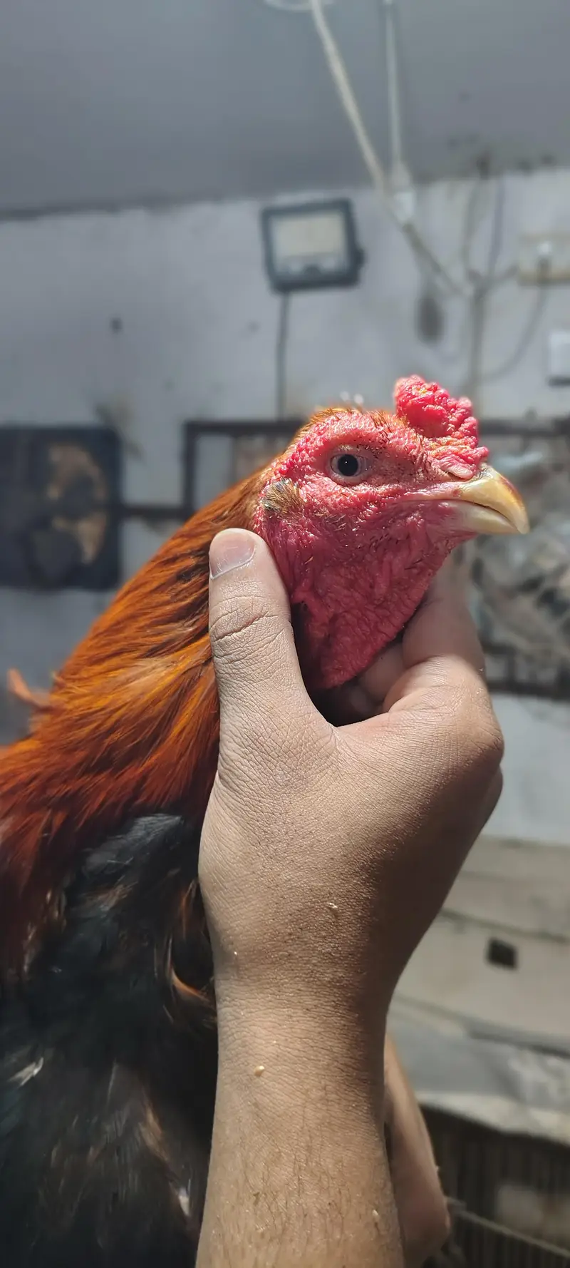 خالص نسل اصیل مرغہ برائے فروخت – نایاب کوالٹی، فل ایکٹو! — photo 5