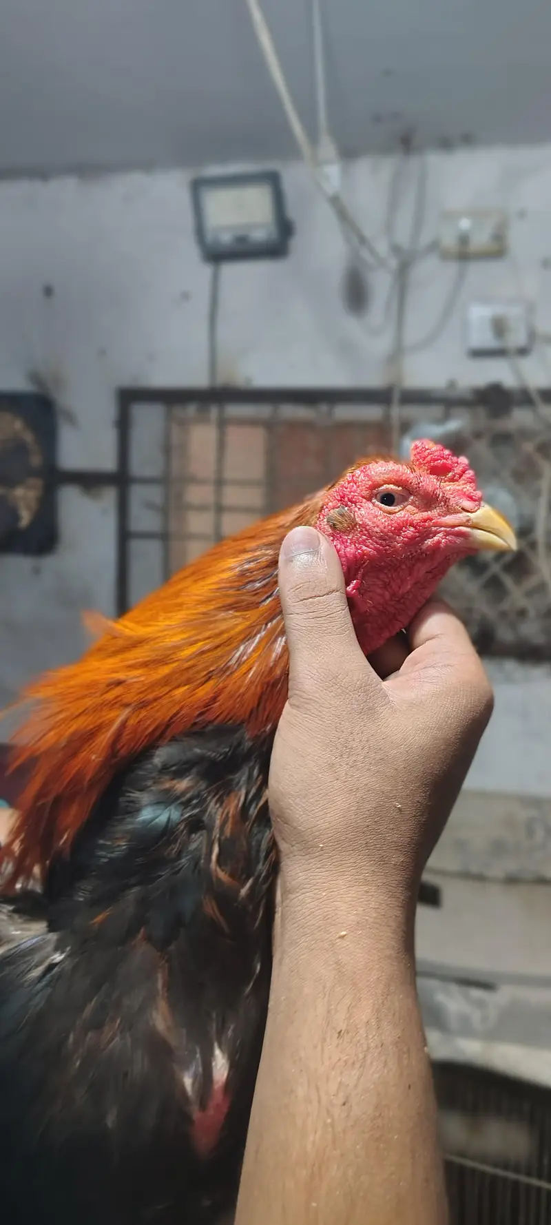 خالص نسل اصیل مرغہ برائے فروخت – نایاب کوالٹی، فل ایکٹو! — photo 6