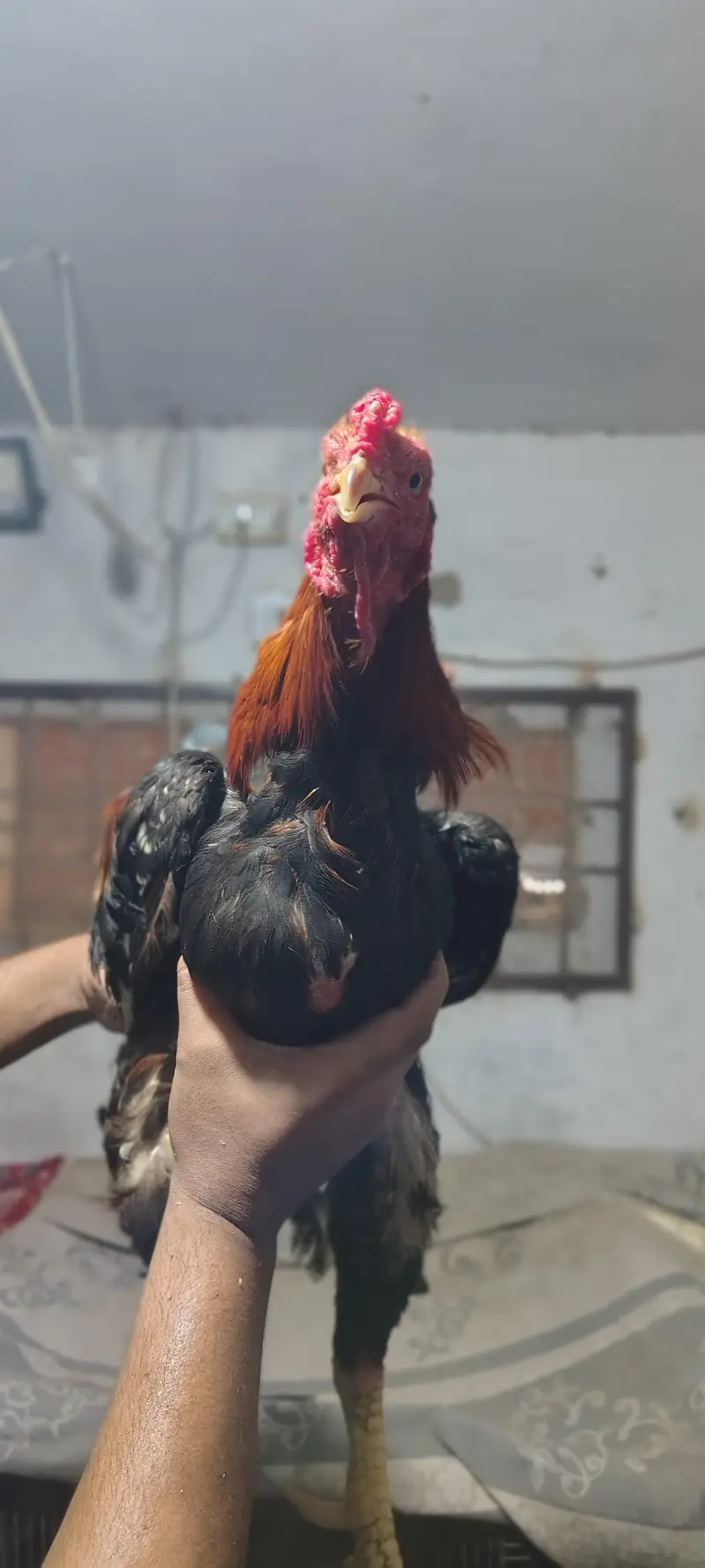 خالص نسل اصیل مرغہ برائے فروخت – نایاب کوالٹی، فل ایکٹو! — photo 7