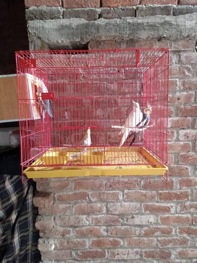2 pairs cockatiel with new cage