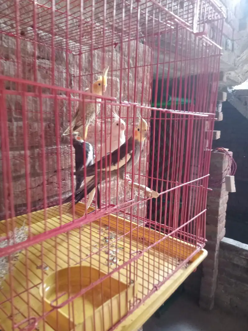 2 pairs cockatiel with new cage — photo 2