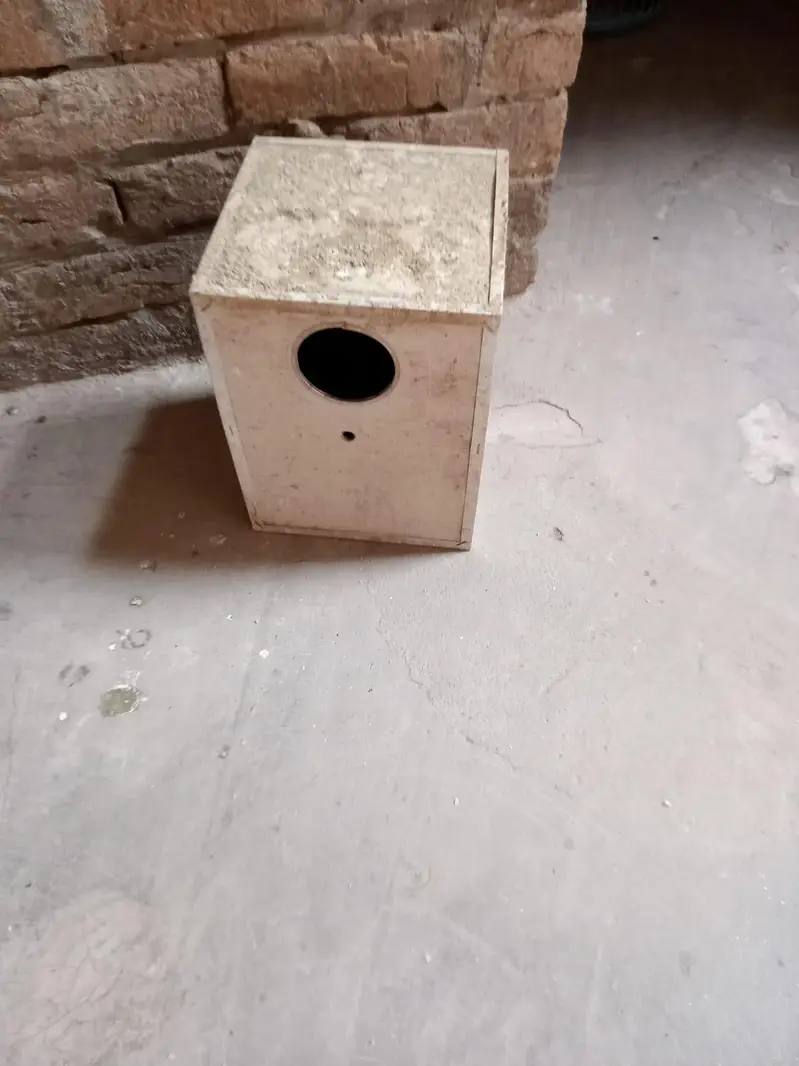 2 pairs cockatiel with new cage — photo 3