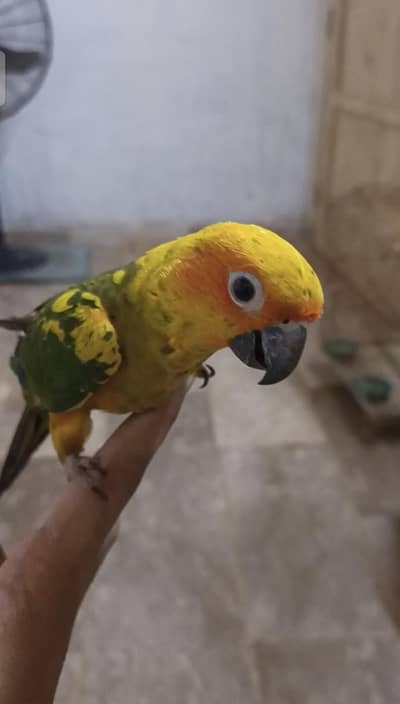 Suncanure Parrot Hand Tame Age 4 Months  0307 2765790