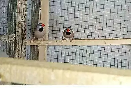 GOLDIAN & HEX FINCHES — photo 2