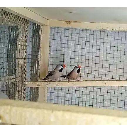 GOLDIAN & HEX FINCHES — photo 3