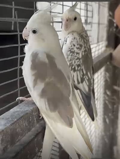 Whiteface pied cockatiel