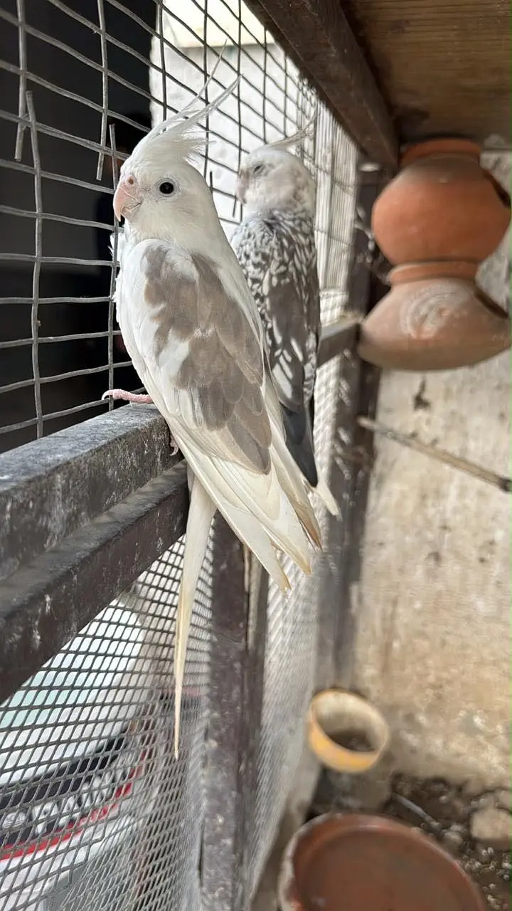 Whiteface pied cockatiel — photo 2