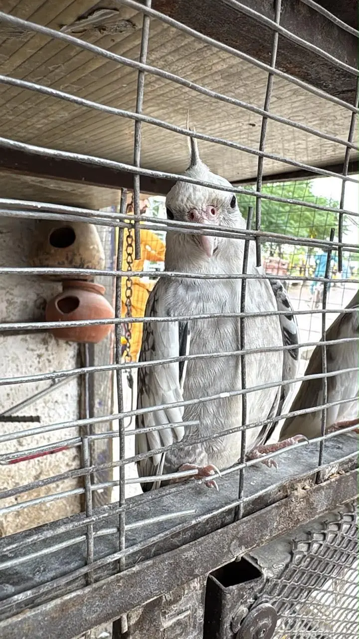Whiteface pied cockatiel — photo 3