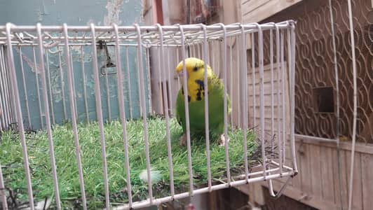 Green Opline King Male / Tcb Undersize Male / Gray Hogo Male