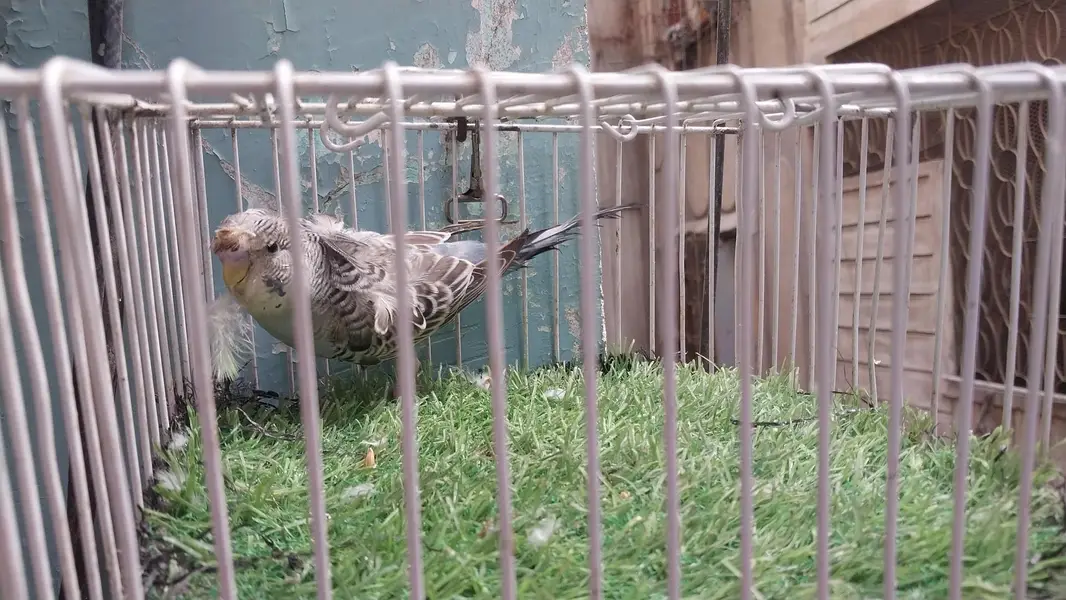 Green Opline King Male / Tcb Undersize Male / Gray Hogo Male — photo 2
