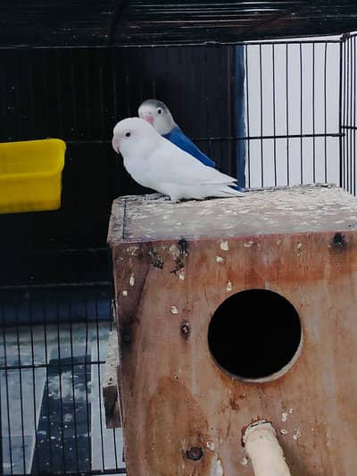 Home breed Lovebirds
