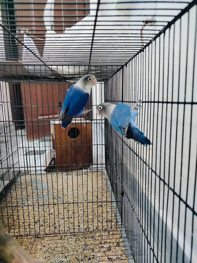 Home breed Lovebirds — photo 2