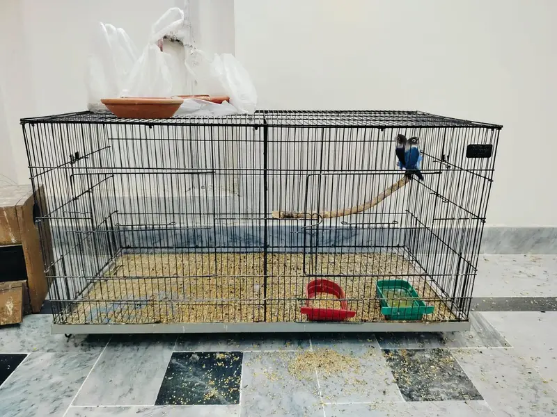 Home breed Lovebirds — photo 3