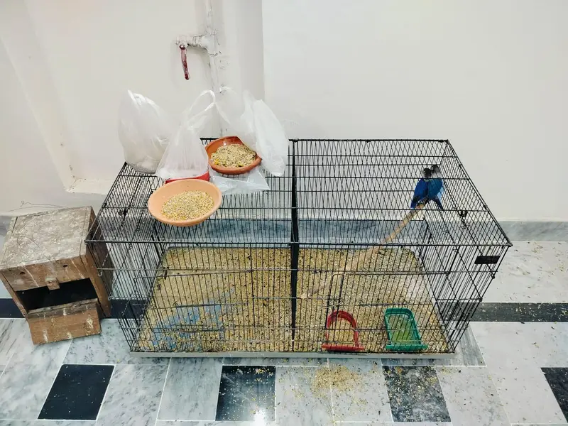 Home breed Lovebirds — photo 4