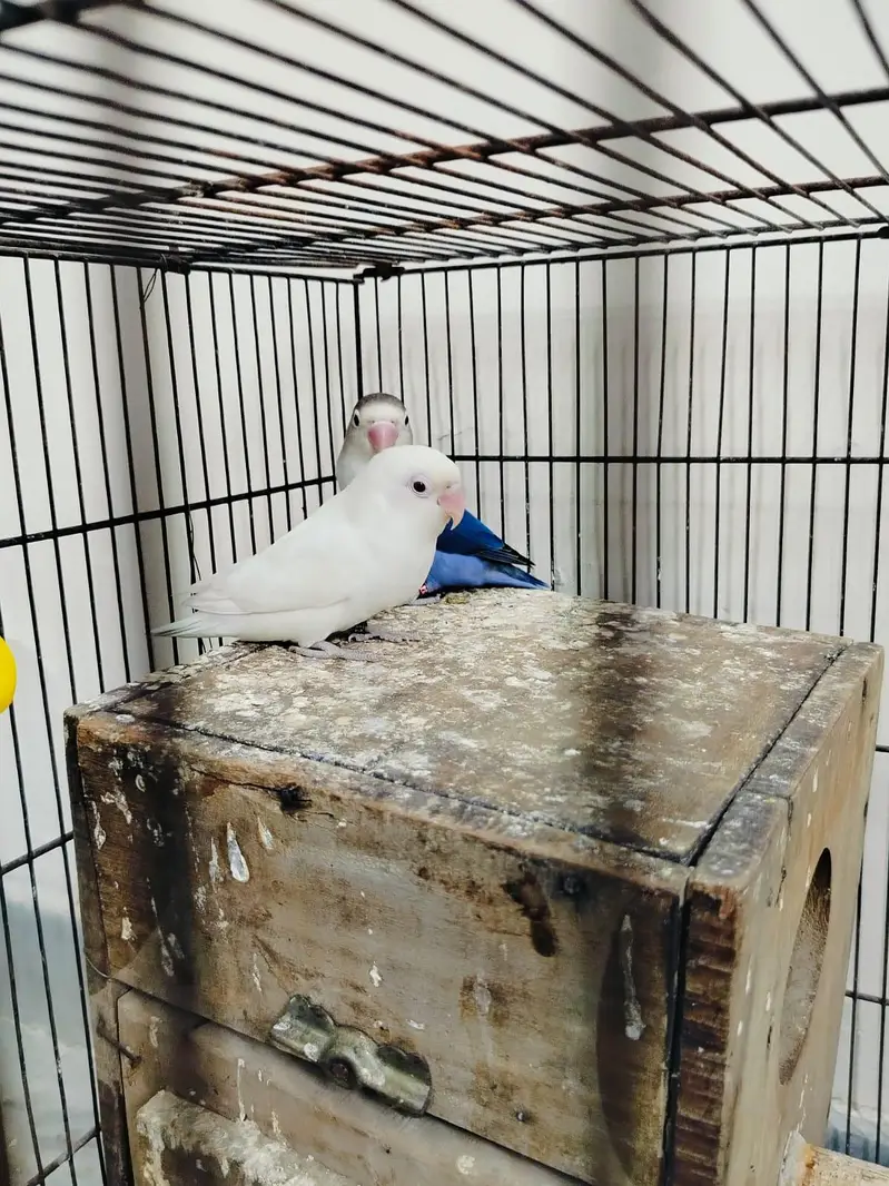Home breed Lovebirds — photo 5