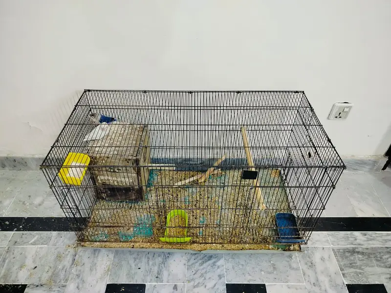 Home breed Lovebirds — photo 6