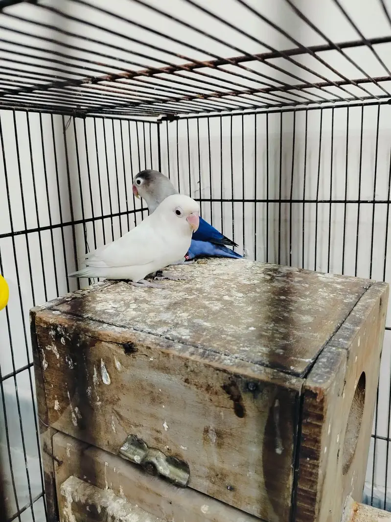 Home breed Lovebirds — photo 7