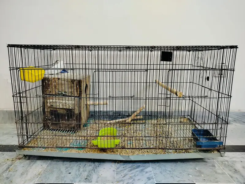 Home breed Lovebirds — photo 8
