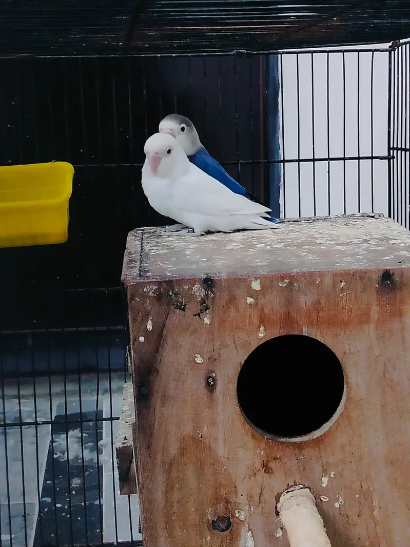 Home breed Lovebirds — photo 9
