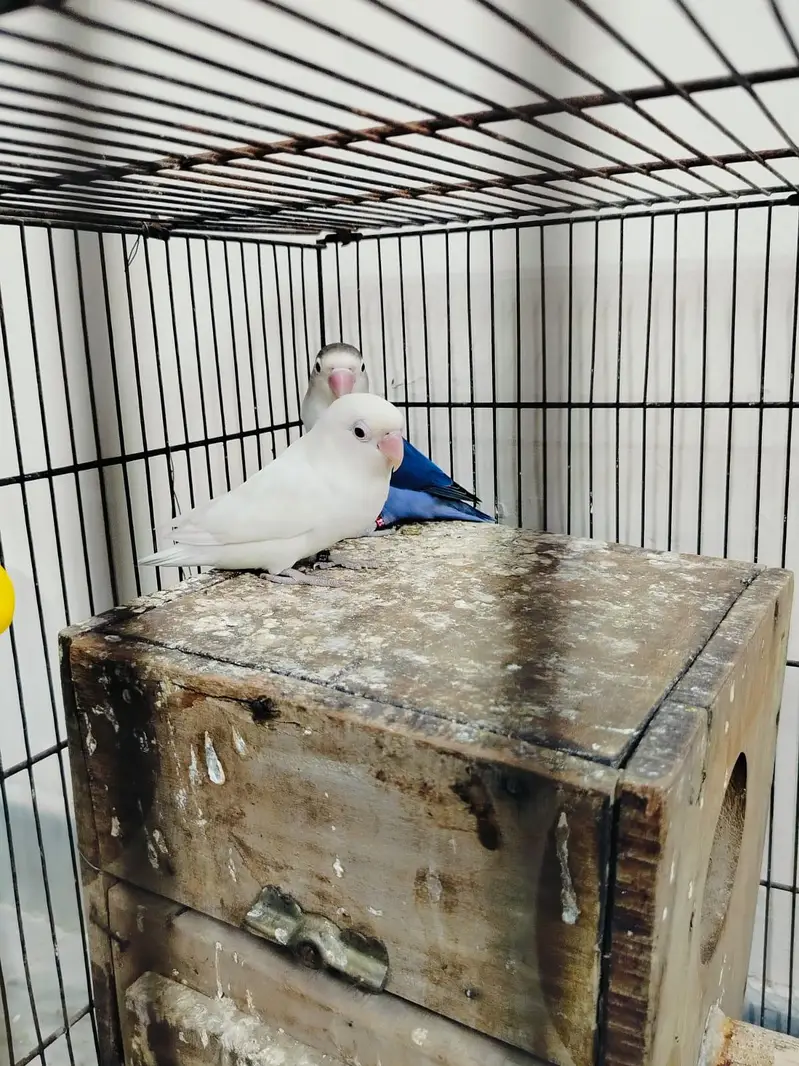 Home breed Lovebirds — photo 10