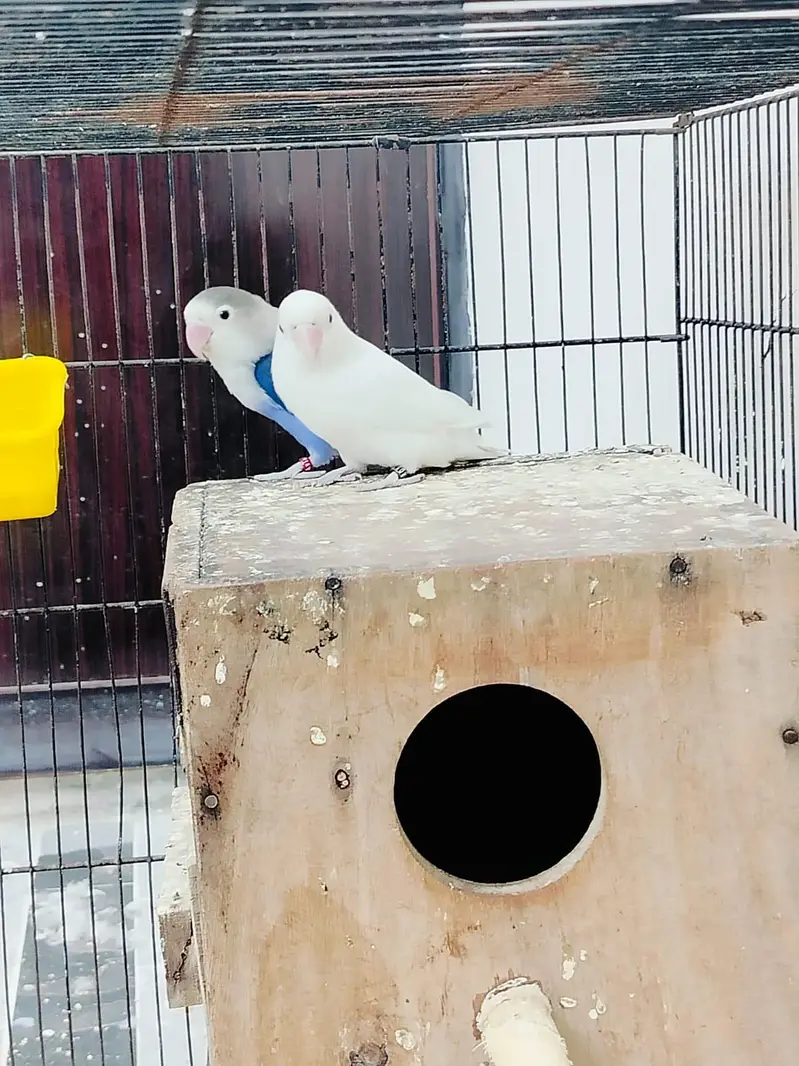 Home breed Lovebirds — photo 11