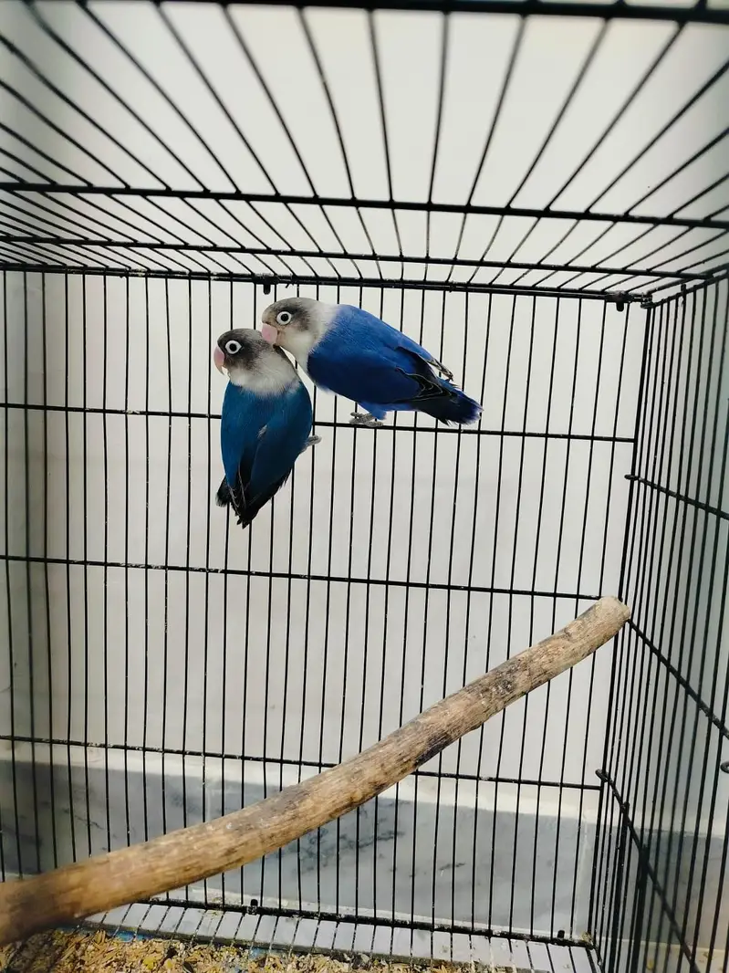 Home breed Lovebirds — photo 12