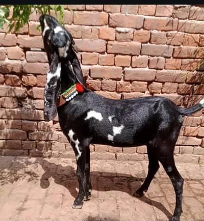 Pure beetal goat for sale