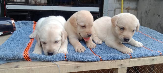 Labrador puppies