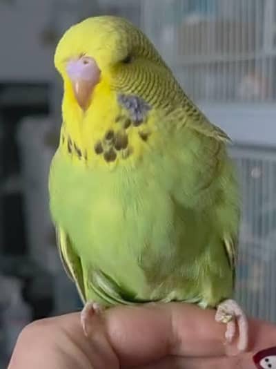 exhibition budgie chick