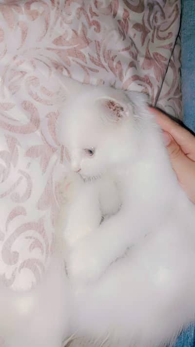 2 month Persian kitten _ snowy