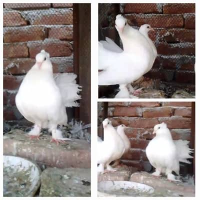 Lakka Breeder pair