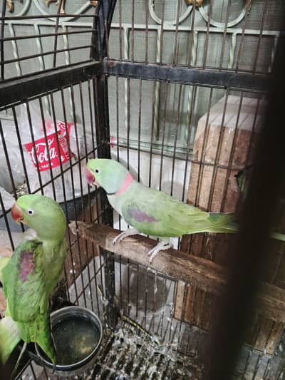 raw breeder pair