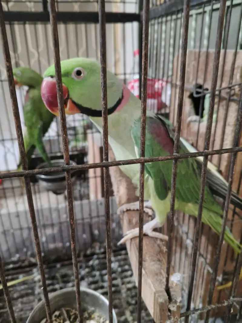 raw breeder pair — photo 2