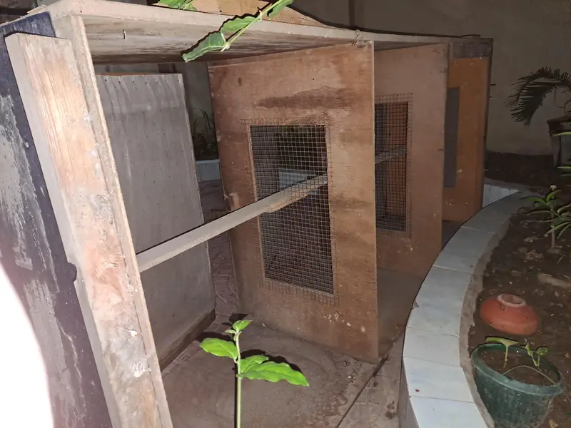 Carpenter make pigeons cage with Japanese wood. — photo 2