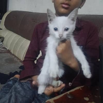 parsion cat double course