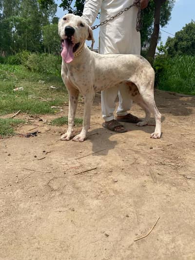 sale my buli gultair female