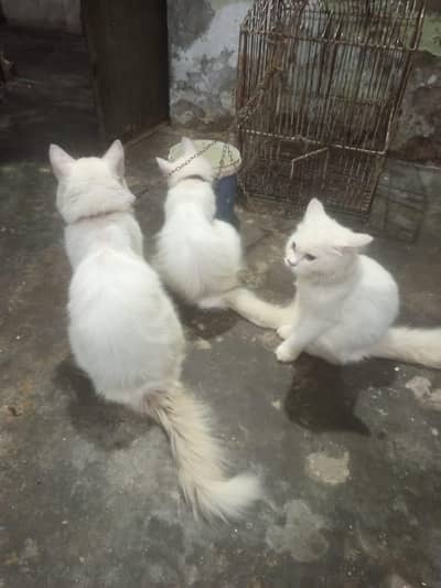 Persian  cats for sale