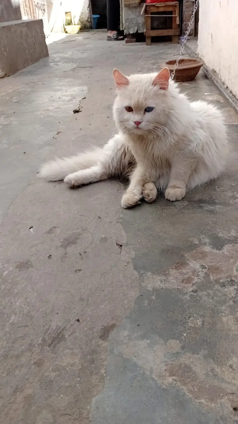 Persian  cats for sale — photo 2