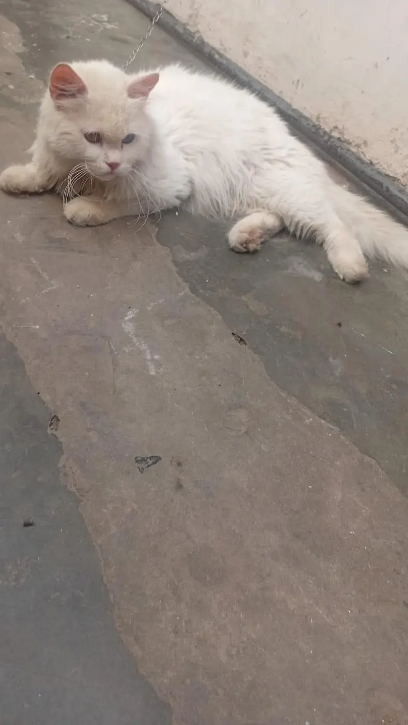 Persian  cats for sale — photo 3