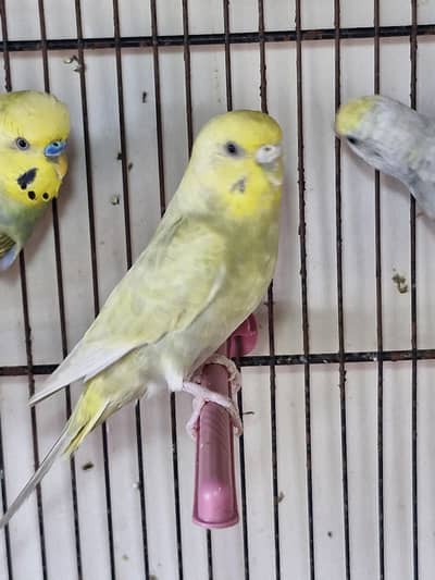 Rainbow budgie female