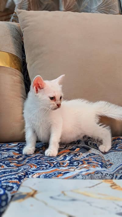 2 white persian male cat for sale