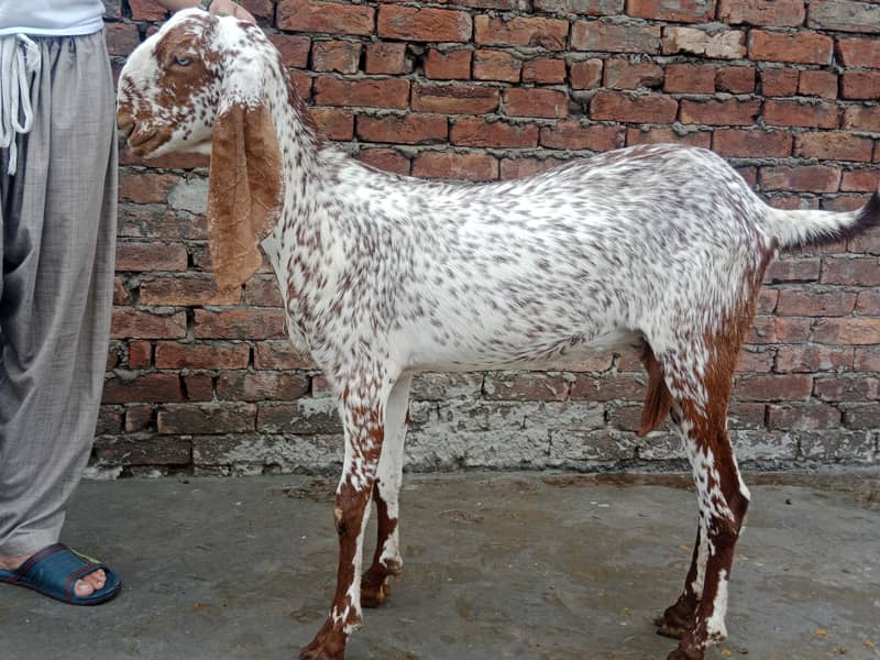 GOATS 0