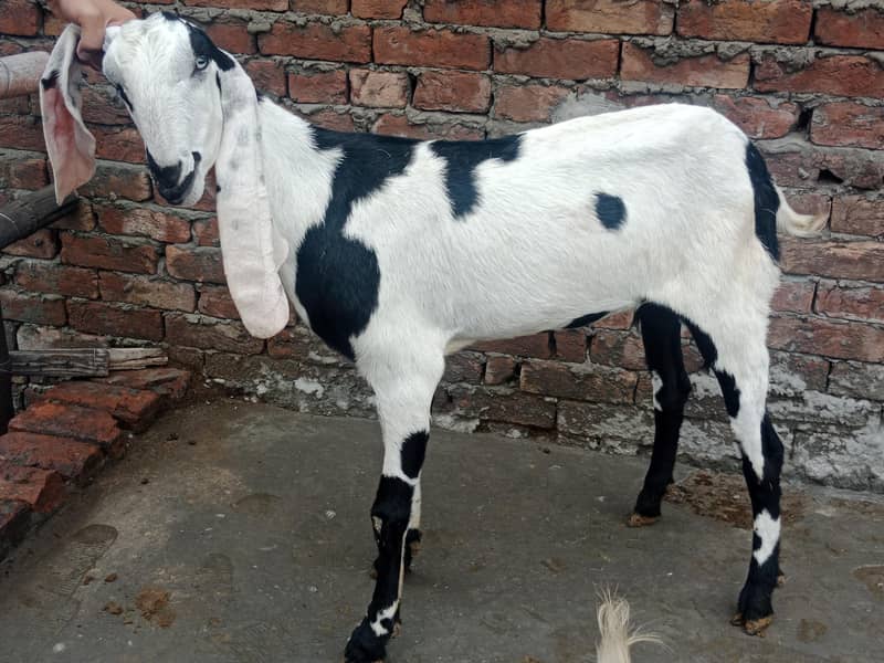 GOATS 1