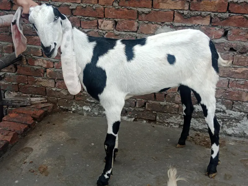 GOATS — photo 2