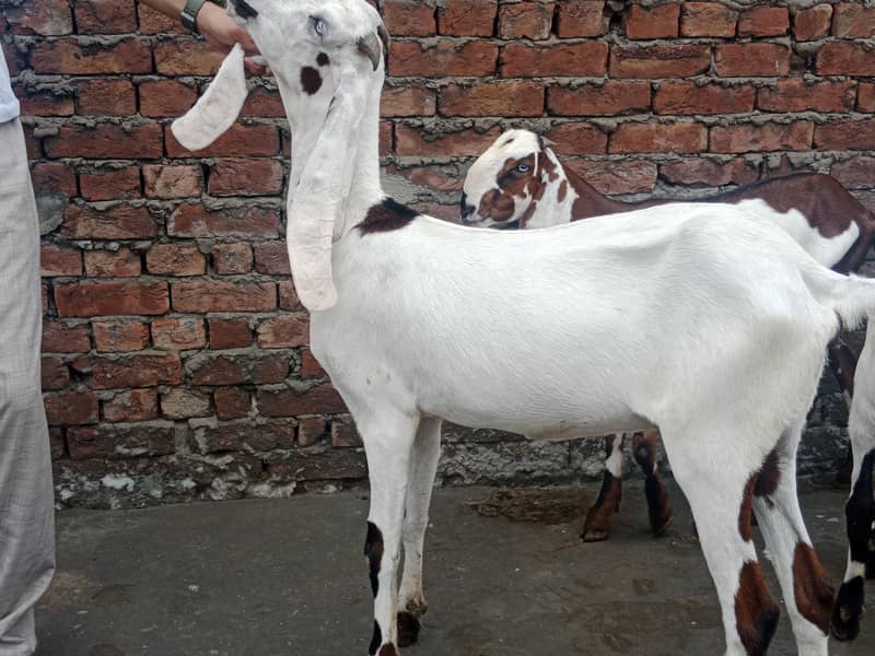 GOATS 2