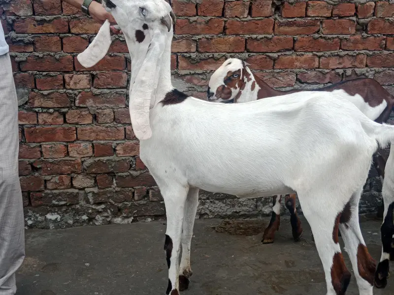 GOATS — photo 3