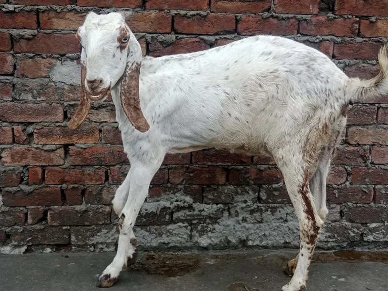 GOATS — photo 4